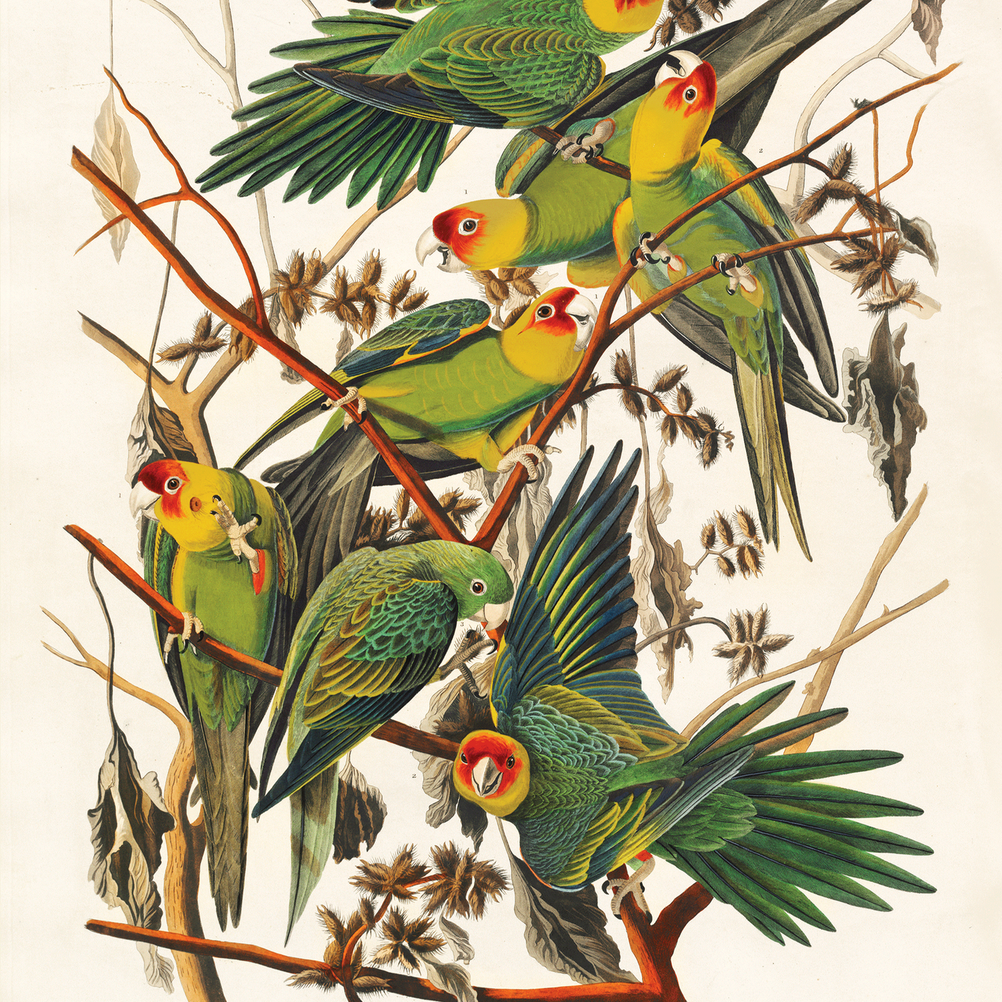 vintage parrots illustration wall print