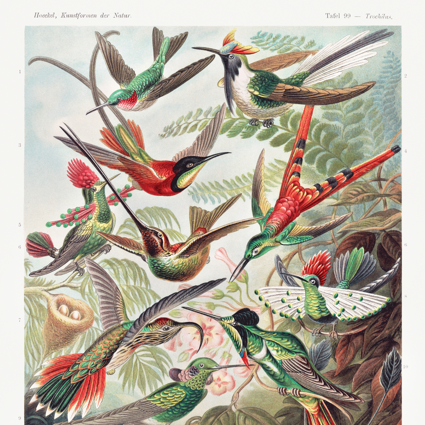 vintage hummingbirds illustration art print
