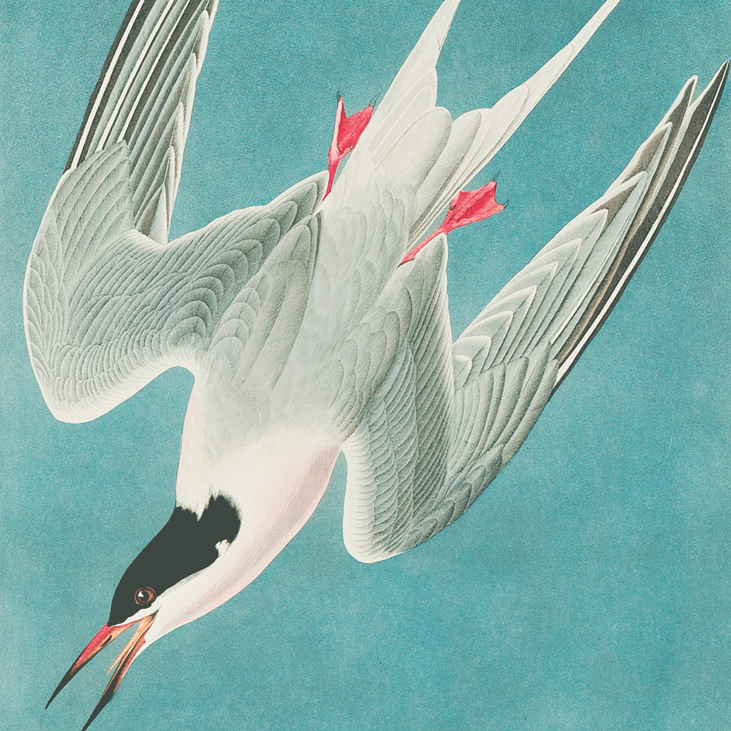 vintage tern illustration bird print