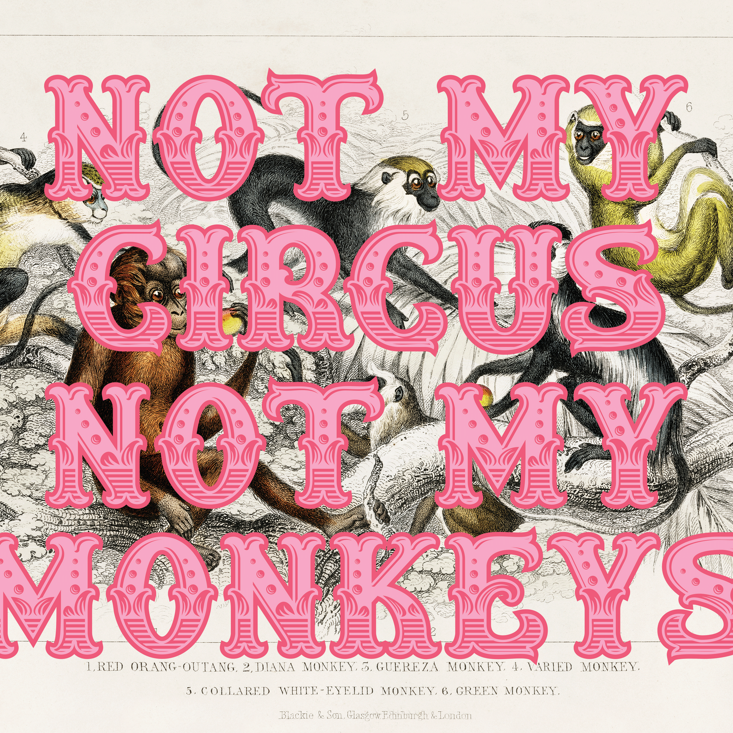 Vintage monkeys illustration with NOT MY CIRCUS NOT MY MONKEYS, written in a circus style font, in orange and pink, quirky gallery wall art print