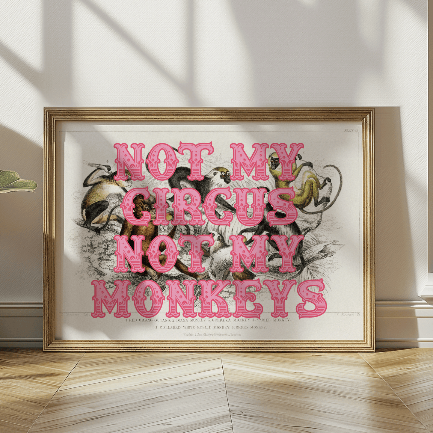 Vintage monkeys illustration with NOT MY CIRCUS NOT MY MONKEYS, written in a circus style font, in orange and pink, quirky gallery wall art print