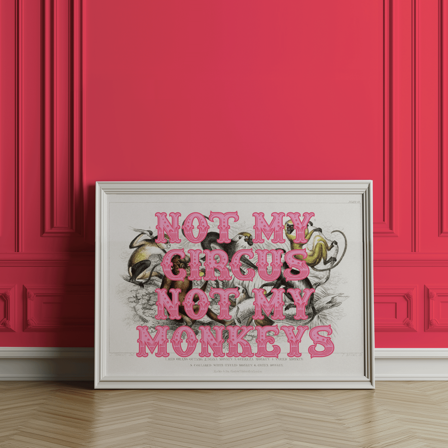 Vintage monkeys illustration with NOT MY CIRCUS NOT MY MONKEYS, written in a circus style font, in orange and pink, quirky gallery wall art print