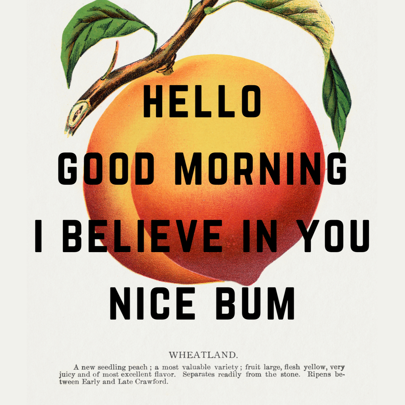 Vintage peach illustration with INCASE NOBODY TOLD YOU TODAY, HELLO, GOOD MORNING, I BELIEVE IN YOU, NICE BUM, written in black capital letters, quirky gallery wall art print