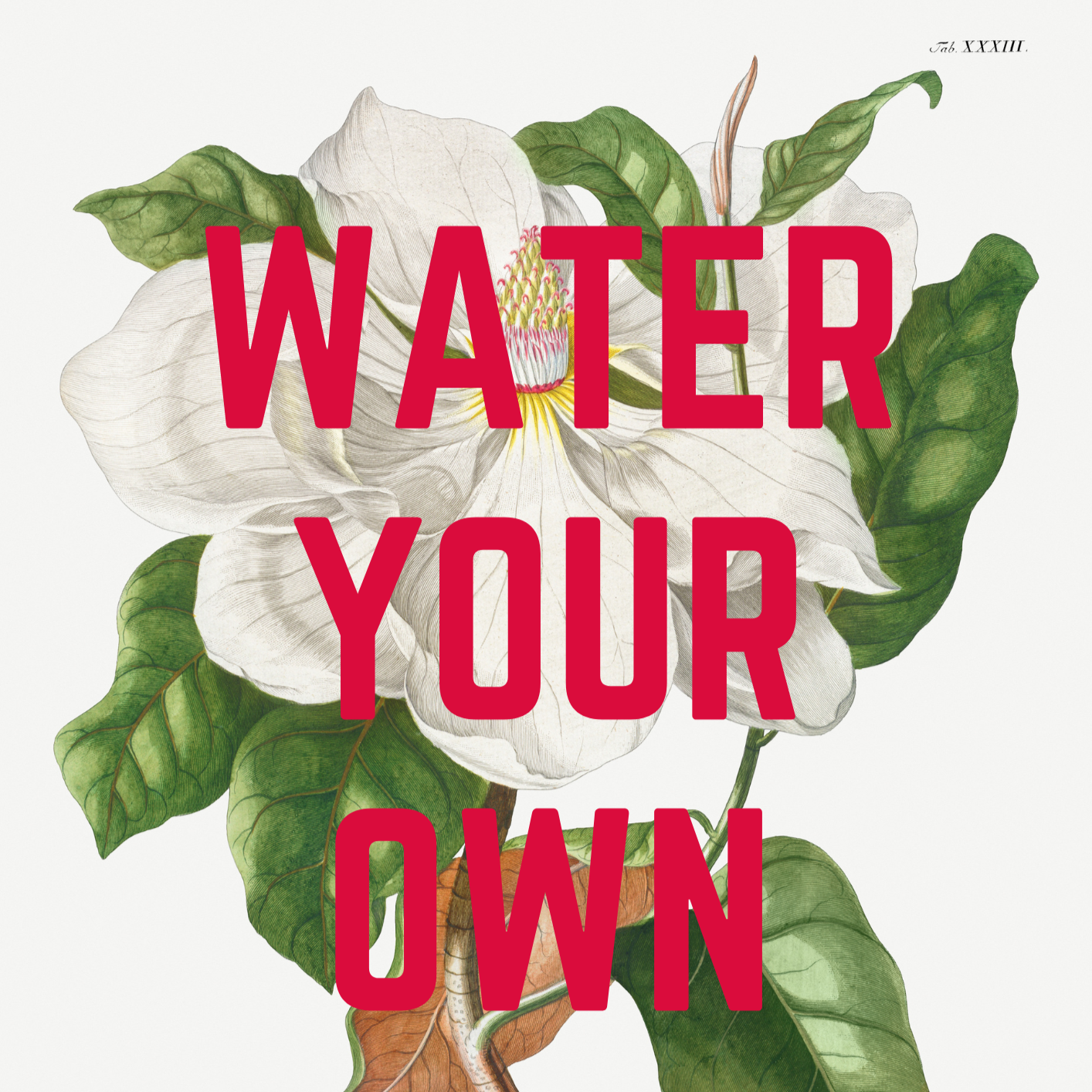 Vintage Magnolia illustration, with WATER YOUR OWN GARDEN in red, capital letters, quirky art print