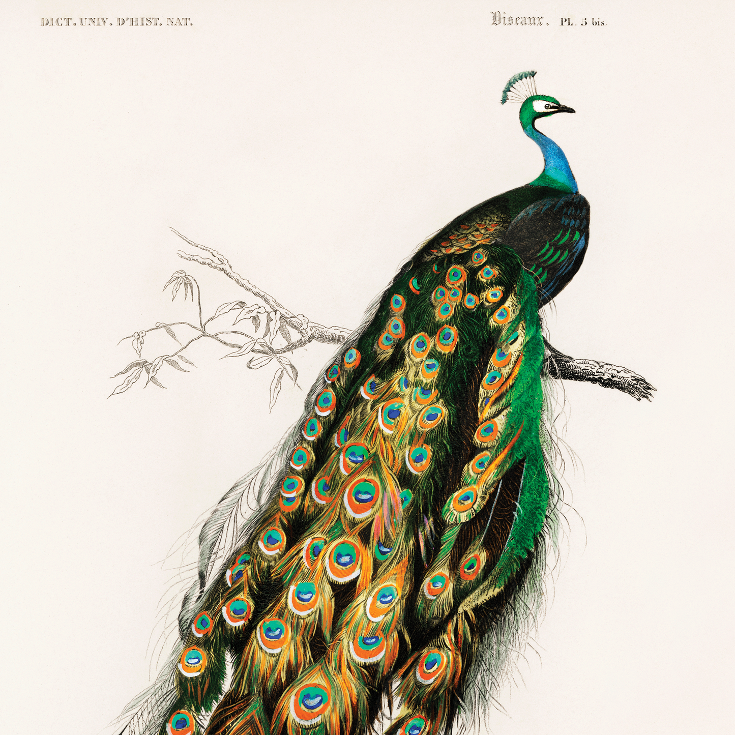 vintage peacock illustration wall print