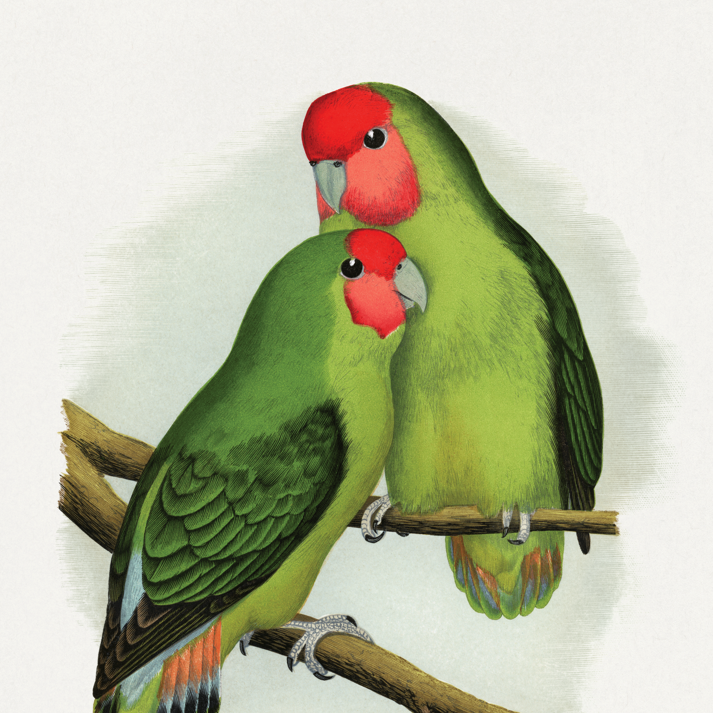 vintage love birds illustration print