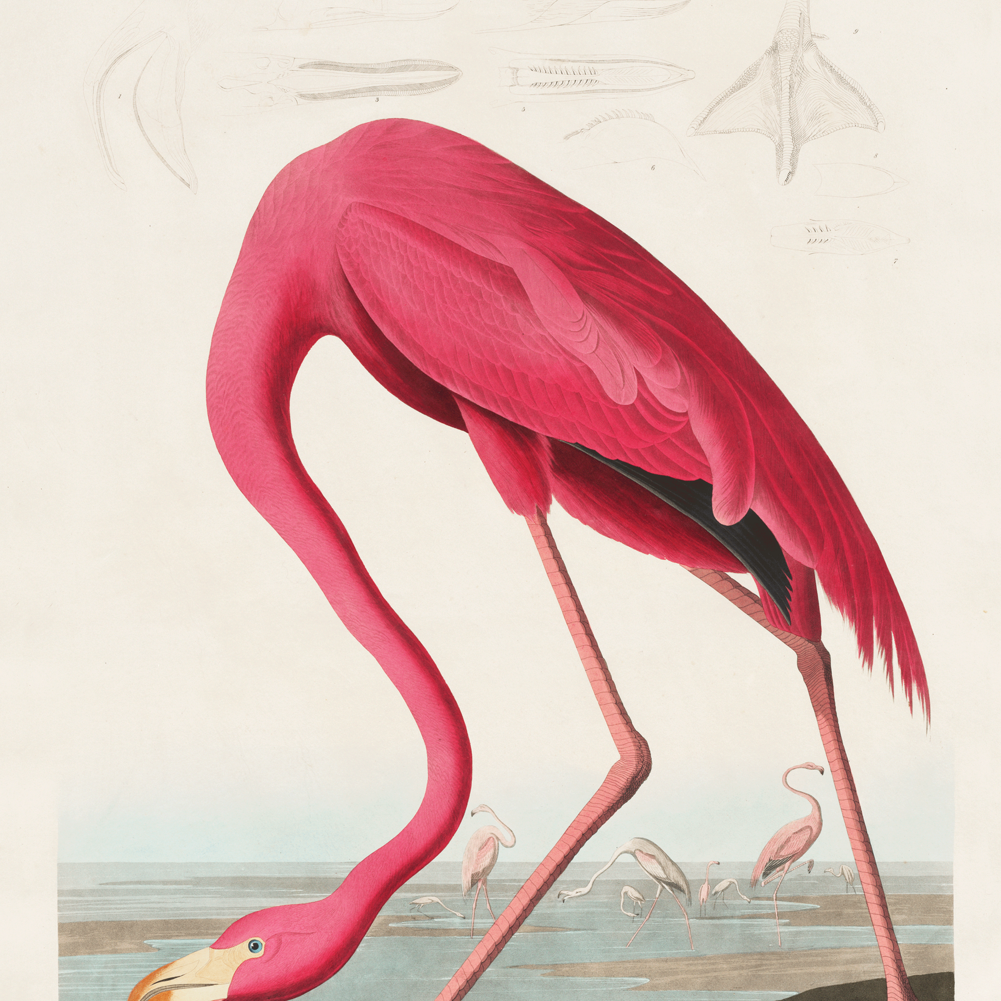 vintage flamingo print